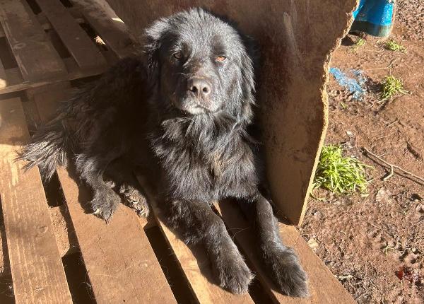 Nerone Splendido Cagnolone Cerca Casa 